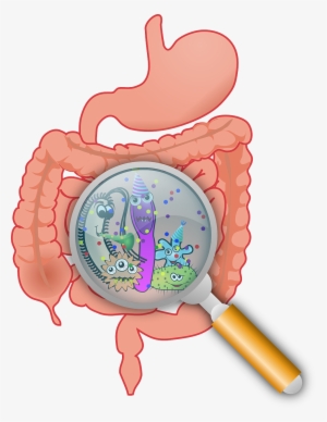 Intestinal Bacteria