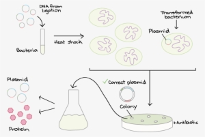 specially prepared bacteria are mixed with dna - diagram