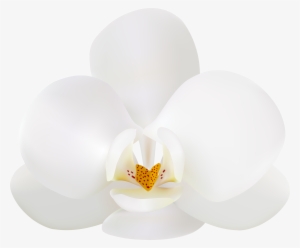 0, - White Orchid Clip Art