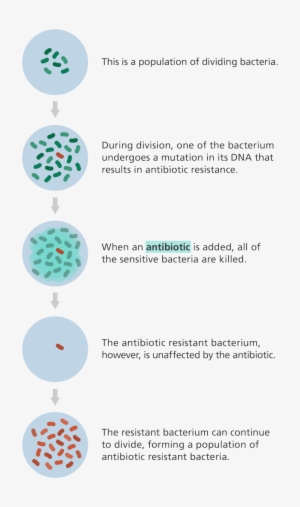 Illustration Showing How A Population Of Bacteria Can - Circle