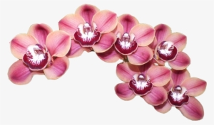 Orchid Transparent Cymbidium Clip Art Free Download - Cymbidium Png