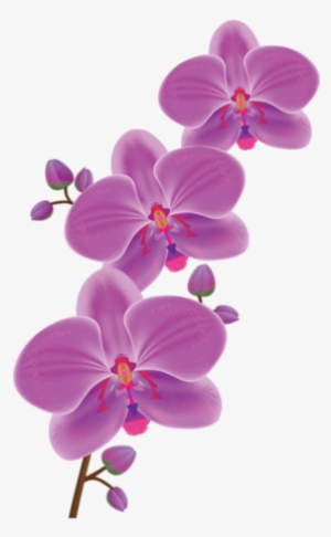 Orchids Orchid Drawing, Painting Flowers, Flower Paintings, - Waling Waling Png