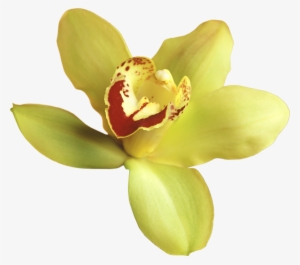 Yellow Orchid Transparent Background