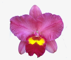 Cattleya Orchid Png