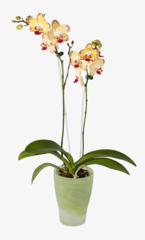 Phalaenopsis Orchid, Green Pot • - Pot Orchid Png Transparent