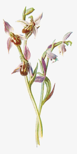 Free Digital Wildflower - Orchids
