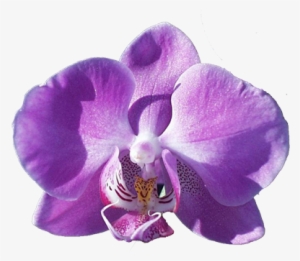 Purple Orchid Clip Art - Hotel Housekeeping: Operations And Management