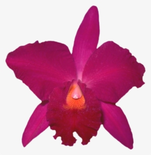 &1041&1083&1086&1075 Png Beautiful Orchids Flower Clipart - Laelia