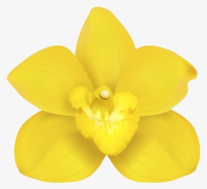 Moth Orchids Narcissus Yellow Petal