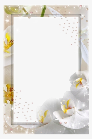 White Orchid Png Download