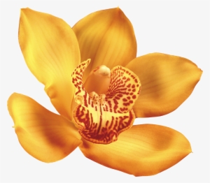 png Клипарт "beautiful orchids flower" - orquideas de colores png