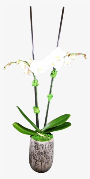 Double-stem Phaelanopsis Orchid - Orchids