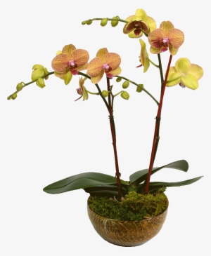 Elegant Double Stem Orchid - Orchids