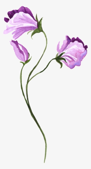 Watercolor Hand-painted Purple Floral Transparent Decorative - Watercolor Sweet Pea Tattoo