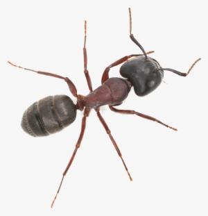 An Ant - One Hour Pest Control