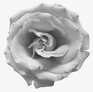 Black And White Rose Png - Black And White Roses Png
