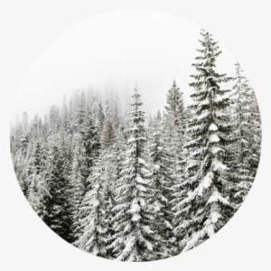 Frosted-cliff - Spruce-fir Forest