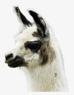 Llama - Winamp 5.8