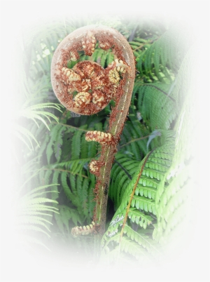 The Koru Is Seen As A Metaphor Of The Way Life Is Ever - Silver Fern