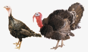 This Premium Broad-breasted Turkey Has Excellent Conformation, - Orlopp Bronze Turkey