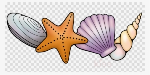 Download Seashell Long Border Transparent Clipart Starfish - United States Map Transparent Background