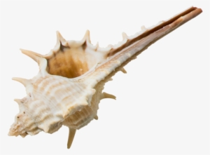 Decorative Seashell - Seashell