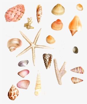 Clipart Transparent Stock Shell Clipart Ariel - Seashell Bra Clipart  Transparent PNG - 1100x449 - Free Download on NicePNG