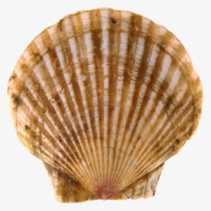 Seashell Png - Жемчужина В Мутной Воде