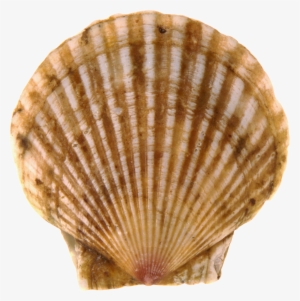 Seashell Png - Жемчужина В Мутной Воде