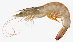 prawn/shrimp - vannamei - سمك الروبيان