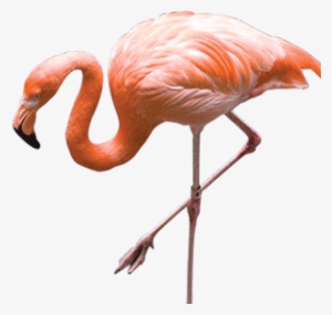 Free Png Flamingo Png Images Transparent - Flamingo Png