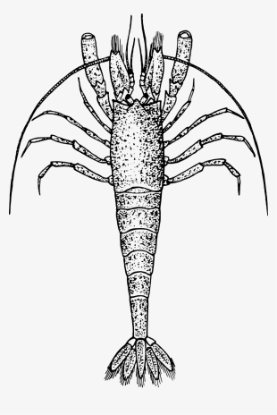 Shrimp Png Images 416 X - Zooplankton Black And White