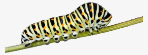 Endangered Caterpillars