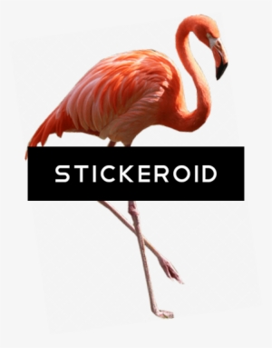 Flamingo Png