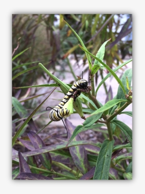 Monarch Caterpillar - Monarch Butterfly