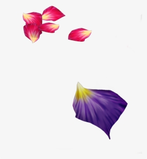 Multicolored Flower Petals - Purple Flower Petal Png