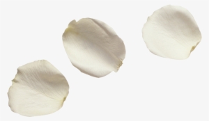 White Flower Petals - White Rose Petals Png