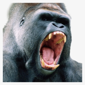 King Kong Coupons - Angry Gorilla