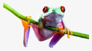 Frog Png Transparent Image - Frog Png