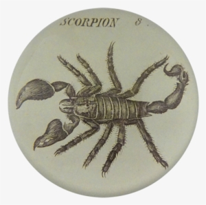 Scorpion 8 Scorpion - Crayfish