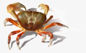 Crab Transparent - Crab