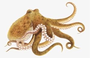 Octopus Png Picture - Octopus Png