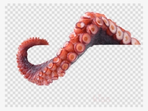 Clipart Resolution 1024*752 - Octopus Tentacle Png
