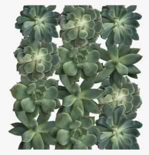3" Diameter Succulent Cuttings In Green And Grey Tones - Succulent Plant