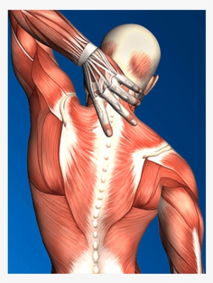 Diagram Of Muscles In Upper Back - Muscle