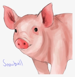 11380206 - Domestic Pig