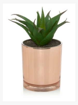 Spikey Succulent Plant In Copper Pot - Succulent In Copper Pot