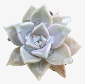 Related Image Transparent Flowers, Floral Style, Succulents, - Graptopetalum Paraguayense