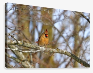 morning light female cardinal canvas print - goldfinch