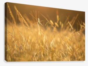 Golden Hour And Grass Field Canvas Print - Canvas Print